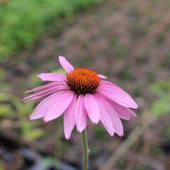 Třapatkovka nachová - Echinacea purpurea