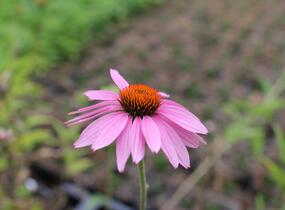 Třapatkovka nachová - Echinacea purpurea