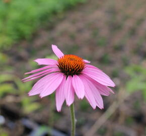 Třapatkovka nachová - Echinacea purpurea