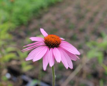 Třapatkovka nachová