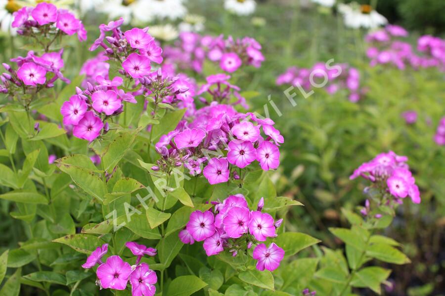 Plamenka latnatá 'Flame Purple Eye' - Phlox paniculata 'Flame Purple Eye'