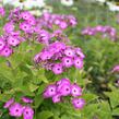 Plamenka latnatá 'Flame Purple Eye' - Phlox paniculata 'Flame Purple Eye'