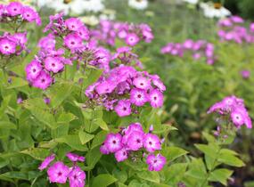 Plamenka latnatá 'Flame Purple Eye' - Phlox paniculata 'Flame Purple Eye'