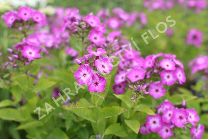 Plamenka latnatá 'Flame Purple Eye' - Phlox paniculata 'Flame Purple Eye'