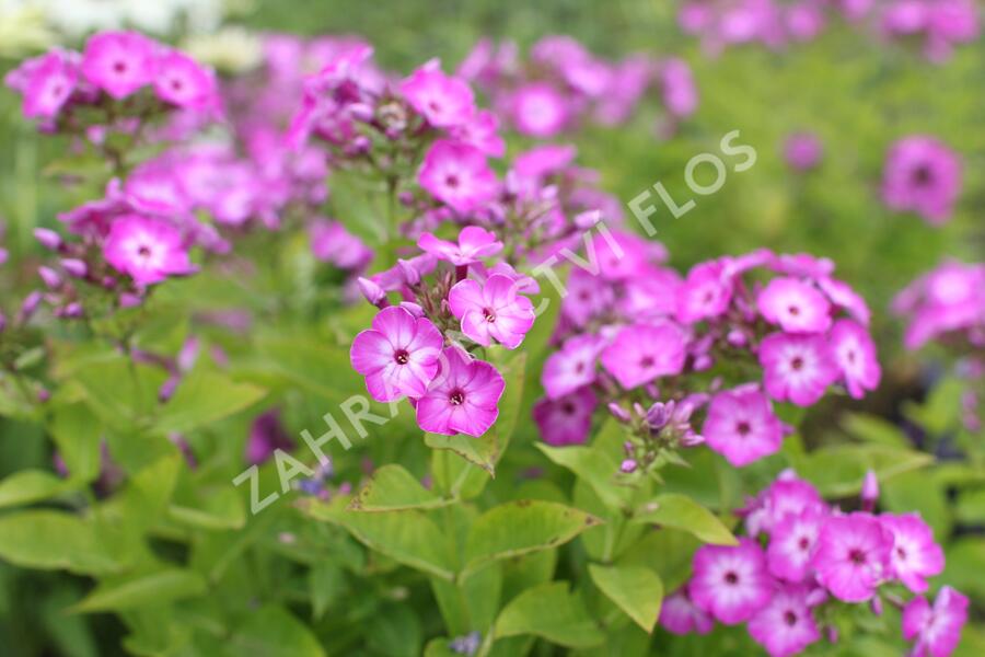 Plamenka latnatá 'Flame Purple Eye' - Phlox paniculata 'Flame Purple Eye'