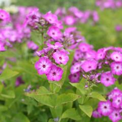 Plamenka latnatá 'Flame Purple Eye' - Phlox paniculata 'Flame Purple Eye'