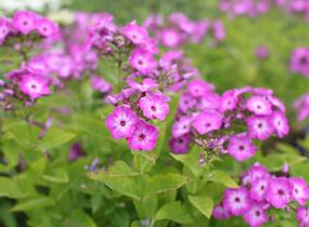 Plamenka latnatá 'Flame Purple Eye' - Phlox paniculata 'Flame Purple Eye'