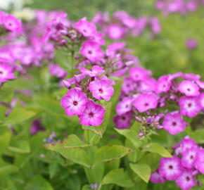 Plamenka latnatá 'Flame Purple Eye' - Phlox paniculata 'Flame Purple Eye'