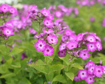 Plamenka latnatá 'Flame Purple Eye'
