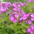 Phlox paniculata 'Flame Purple Eye'.JPG