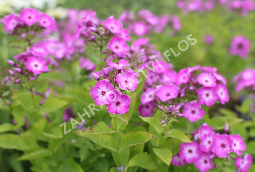 Plamenka latnatá 'Flame Purple Eye' - Phlox paniculata 'Flame Purple Eye'