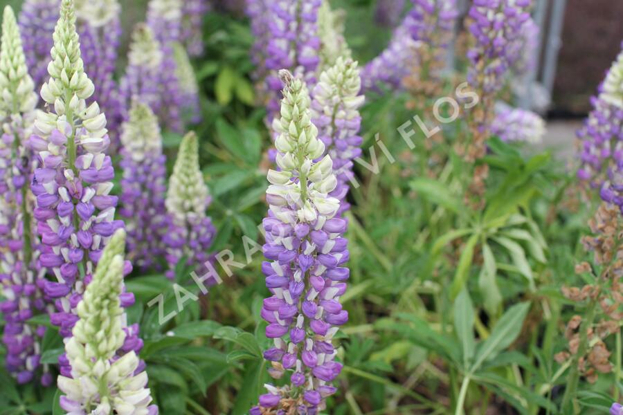 Lupina mnoholistá 'Tower Blue - White' - Lupinus pollyphylus 'Tower Blue - White'