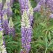 Lupina mnoholistá 'Tower Blue - White' - Lupinus pollyphylus 'Tower Blue - White'