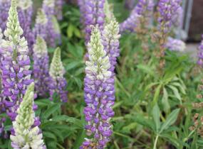Lupina mnoholistá 'Tower Blue - White' - Lupinus pollyphylus 'Tower Blue - White'