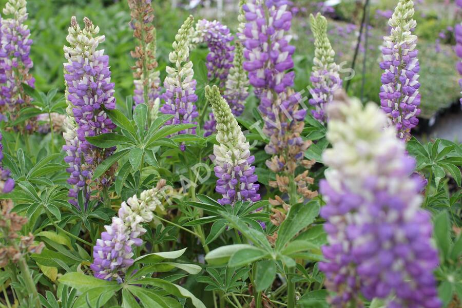 Lupina mnoholistá 'Tower Blue - White' - Lupinus pollyphylus 'Tower Blue - White'