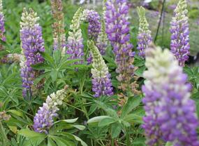 Lupina mnoholistá 'Tower Blue - White' - Lupinus pollyphylus 'Tower Blue - White'