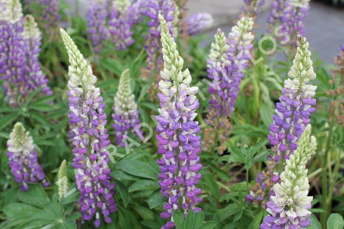 Lupina mnoholistá 'Tower Blue - White' - Lupinus pollyphylus 'Tower Blue - White'