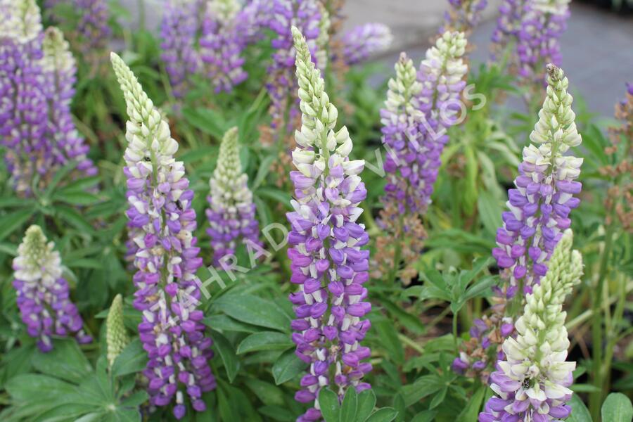 Lupina mnoholistá 'Tower Blue - White' - Lupinus pollyphylus 'Tower Blue - White'