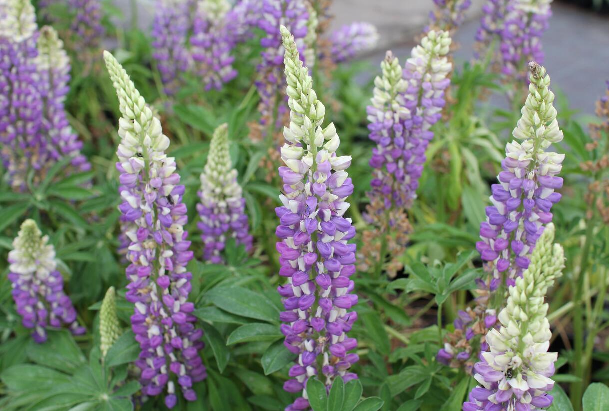 Lupina mnoholistá 'Tower Blue - White' - Lupinus pollyphylus 'Tower Blue - White'