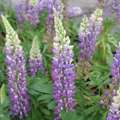 Lupina mnoholistá 'Tower Blue - White' - Lupinus pollyphylus 'Tower Blue - White'