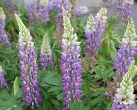 Lupina mnoholistá 'Tower Blue - White'