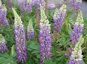 Lupina mnoholistá 'Tower Blue - White' - Lupinus pollyphylus 'Tower Blue - White'