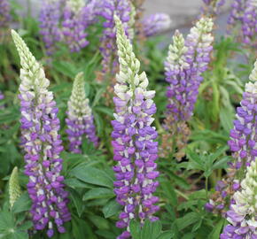 Lupina mnoholistá 'Tower Blue - White' - Lupinus pollyphylus 'Tower Blue - White'