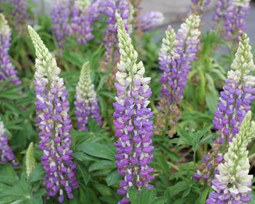 Lupina mnoholistá 'Tower Blue - White'