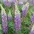 Lupinus pollyphylus 'Tower Blue - White'.JPG
