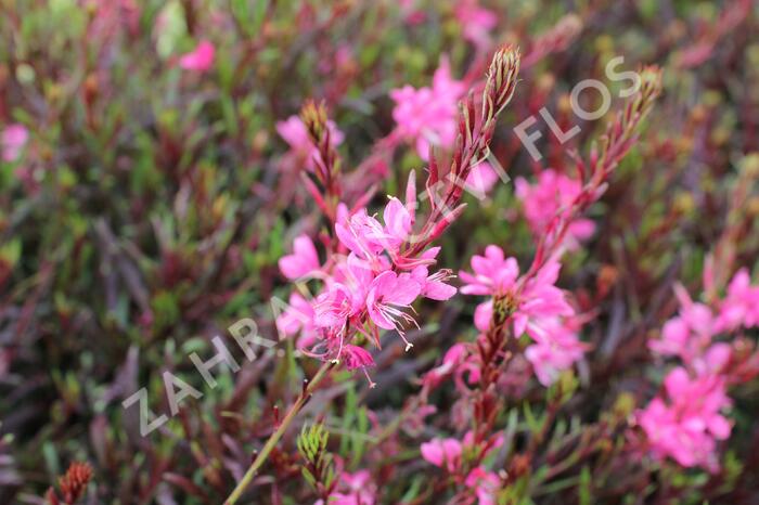 Svíčkovec 'Graceful Pink' - Gaura lindheimeri 'Graceful Pink'