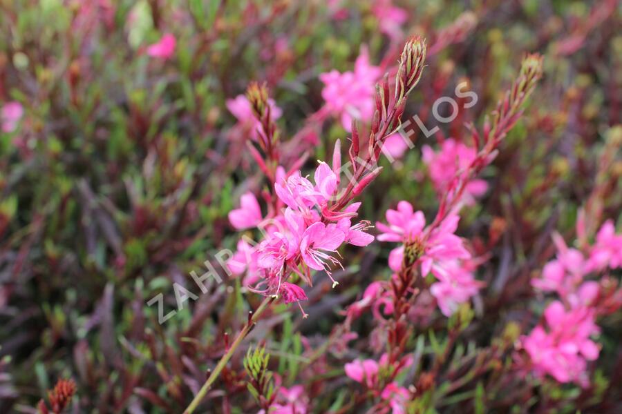 Svíčkovec 'Graceful Pink' - Gaura lindheimeri 'Graceful Pink'