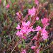 Svíčkovec 'Graceful Pink' - Gaura lindheimeri 'Graceful Pink'
