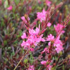Svíčkovec 'Graceful Pink' - Gaura lindheimeri 'Graceful Pink'