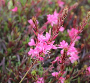 Svíčkovec 'Graceful Pink' - Gaura lindheimeri 'Graceful Pink'