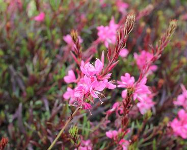 Svíčkovec 'Graceful Pink'