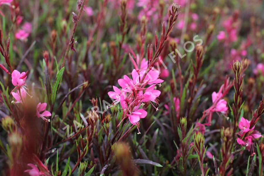 Svíčkovec 'Graceful Pink' - Gaura lindheimeri 'Graceful Pink'