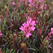 Svíčkovec 'Graceful Pink' - Gaura lindheimeri 'Graceful Pink'