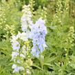 Ostrožka vyvýšená 'Delphina Mix' - Delphinium elatum 'Delphina Mix'