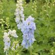 Ostrožka vyvýšená 'Delphina Mix' - Delphinium elatum 'Delphina Mix'