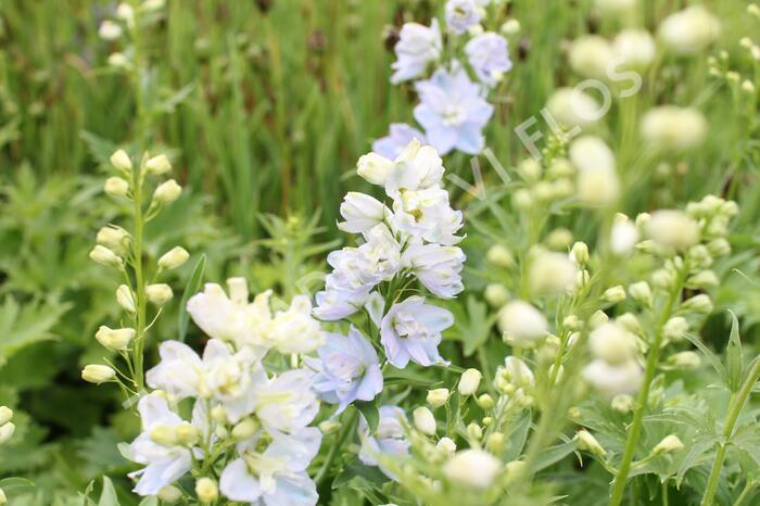 Ostrožka vyvýšená 'Delphina Mix' - Delphinium elatum 'Delphina Mix'