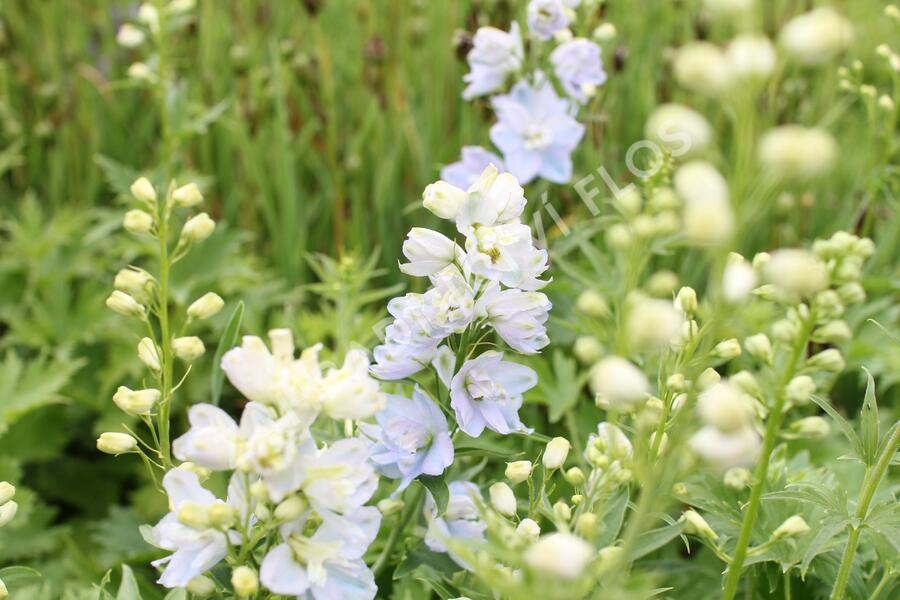 Ostrožka vyvýšená 'Delphina Mix' - Delphinium elatum 'Delphina Mix'