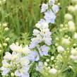 Ostrožka vyvýšená 'Delphina Mix' - Delphinium elatum 'Delphina Mix'