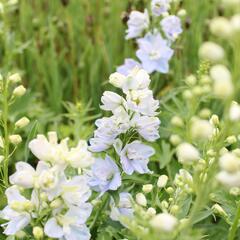 Ostrožka vyvýšená 'Delphina Mix' - Delphinium elatum 'Delphina Mix'