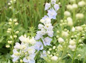 Ostrožka vyvýšená 'Delphina Mix' - Delphinium elatum 'Delphina Mix'