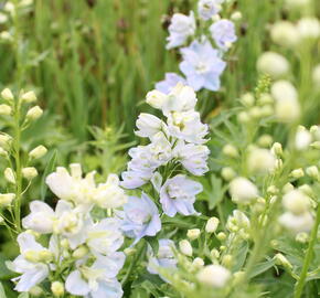 Ostrožka vyvýšená 'Delphina Mix' - Delphinium elatum 'Delphina Mix'