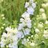Delphinium elatum 'Delphina Mix'.JPG