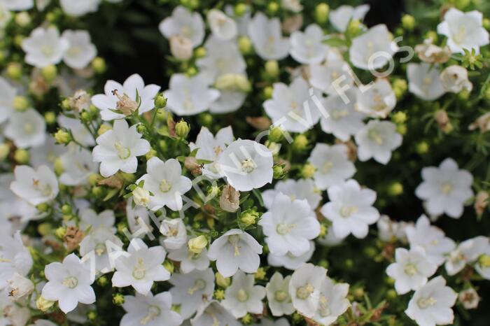 Zvonek 'MiraBell Compact White' - Campanula interspecific 'MiraBell Compact White'