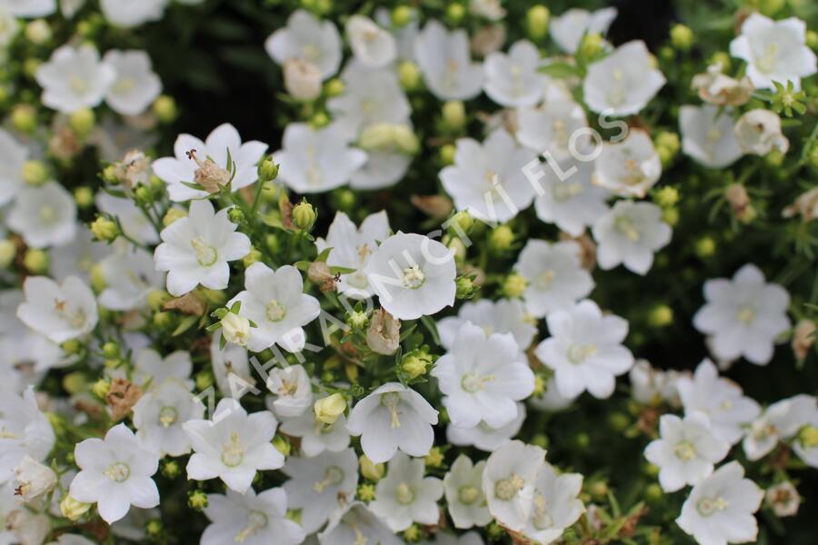 Zvonek 'MiraBell Compact White' - Campanula interspecific 'MiraBell Compact White'