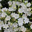 Zvonek 'MiraBell Compact White' - Campanula interspecific 'MiraBell Compact White'
