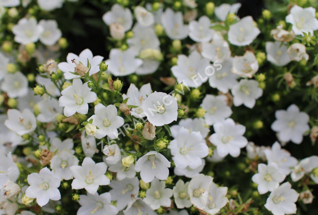 Zvonek 'MiraBell Compact White' - Campanula interspecific 'MiraBell Compact White'